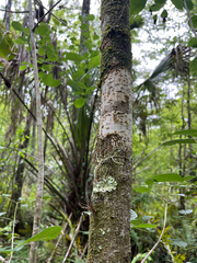 Dendrophylax porrectus, photograph author not stated, no rights reserved