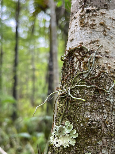 Dendrophylax porrectus, photograph 1
