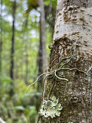 Dendrophylax porrectus