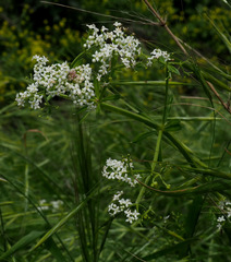 Galium pisiferum