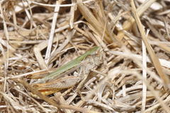 Omocestus