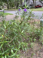 Ruellia simplex image