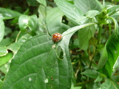 Coccinellidae