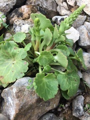 Umbilicus intermedius