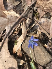 Scilla siberica