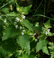 Lamium moschatum