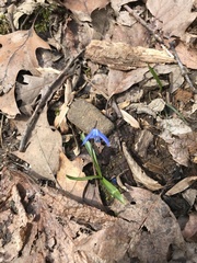 Scilla siberica