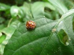 Coccinellidae