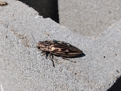 Chalcophora georgiana