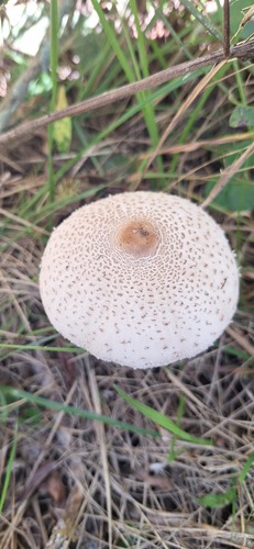 Macrolepiota bonaerensis