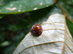 Coccinellidae