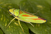 Rhododendron Leafhopper - Photo (c) solomon hendrix, some rights reserved (CC BY-NC), uploaded by solomon hendrix
