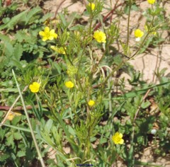 Ranunculus arvensis
