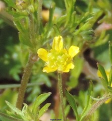 Ranunculus arvensis