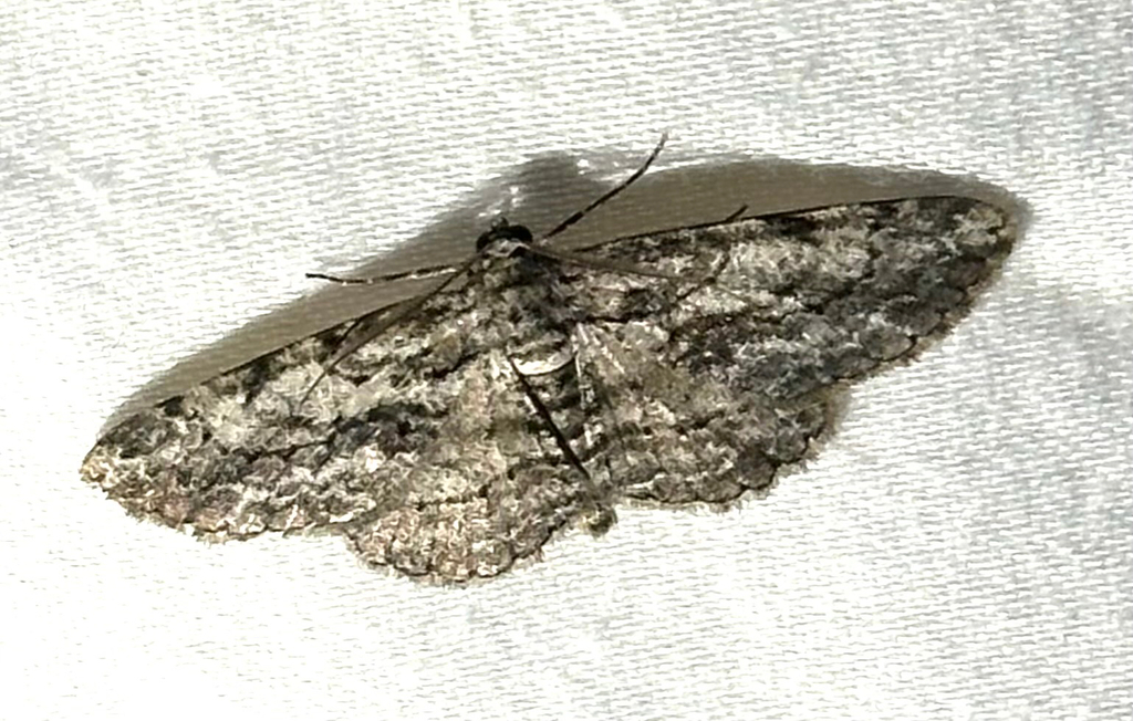 North American Common Gray from Cross Bay Blvd, New York, NY, US on ...