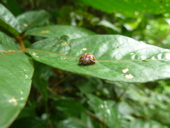 Coccinellidae