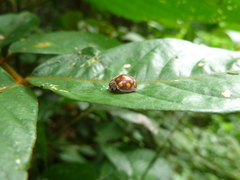 Coccinellidae