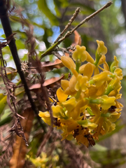 author not stated, no rights reserved Epidendrum amphistomum, photograph author not stated, no rights reserved