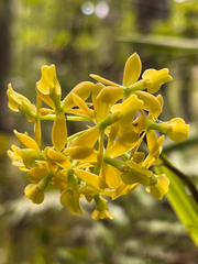 author not stated, no rights reserved Epidendrum amphistomum, photograph author not stated, no rights reserved