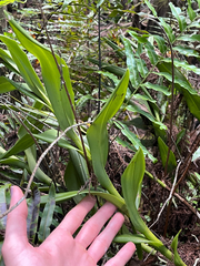 author not stated, no rights reserved Epidendrum amphistomum, photograph author not stated, no rights reserved