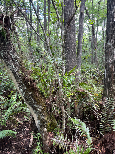 Epidendrum amphistomum, photograph 6