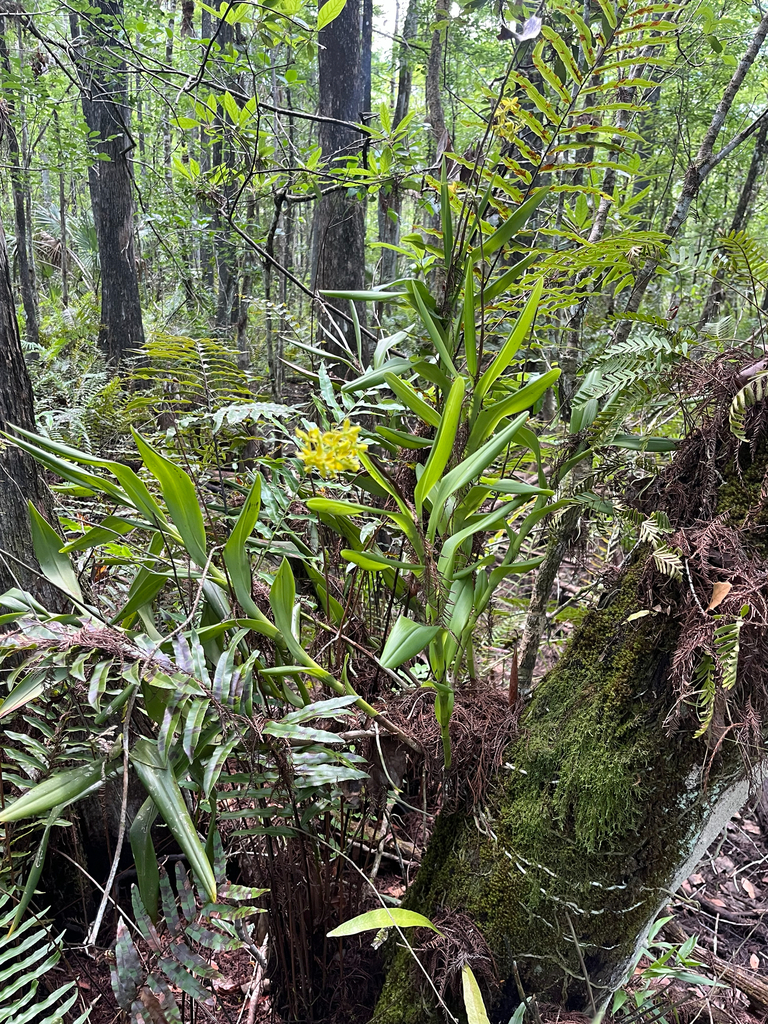 Epidendrum amphistomum A.Rich. 4