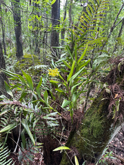 Epidendrum amphistomum
