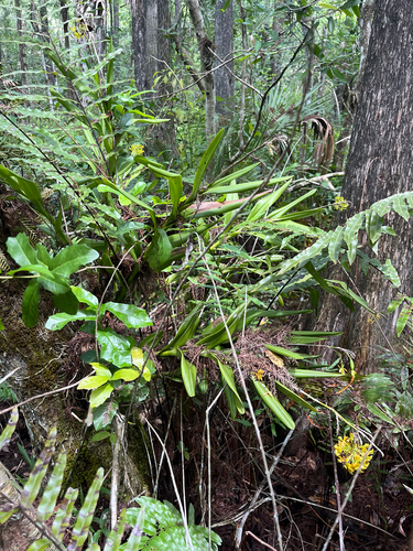 Epidendrum amphistomum, photograph 3