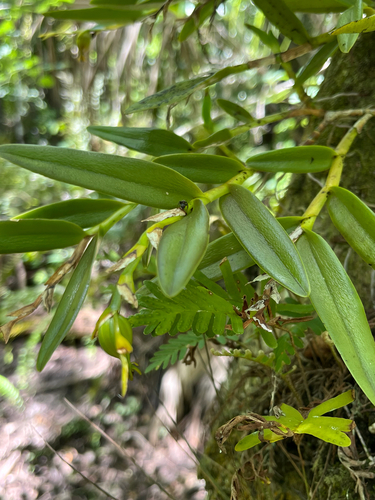 Epidendrum rigidum, photograph 5