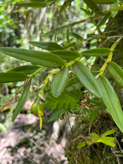 Epidendrum rigidum, photograph author not stated, no rights reserved