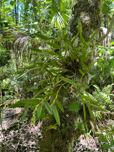 Epidendrum rigidum, photograph 4