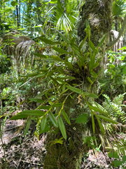 Epidendrum rigidum, photograph author not stated, no rights reserved