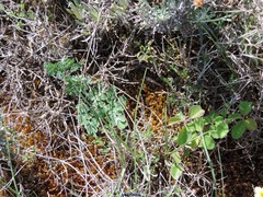 Thalictrum tuberosum