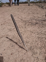 Peniocereus greggii greggii