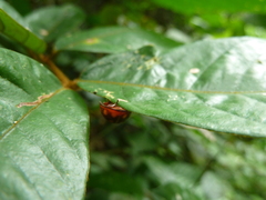 Coccinellidae