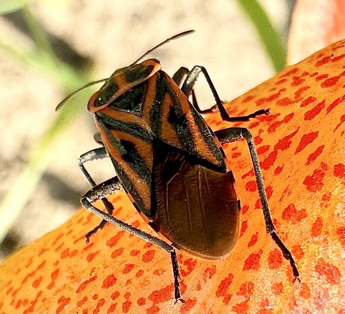 Brooklet Milkweed Bug
