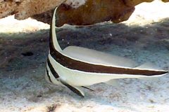 Eques lanceolatus