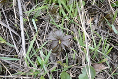 Anemonoides ranunculoides