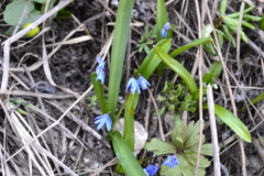 Scilla siberica