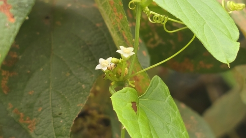 Zehneria guamensis, photograph 2