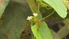 (c) 葉淑蓮, some rights reserved (CC BY) Zehneria guamensis, photograph (c) 葉淑蓮, some rights reserved (CC BY)