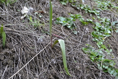Tulipa sylvestris australis