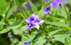 Angiospermae