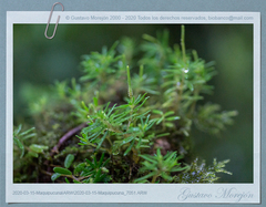 Peperomia swartziana
