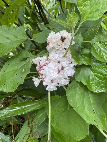 Clerodendrum chinense, photograph 5