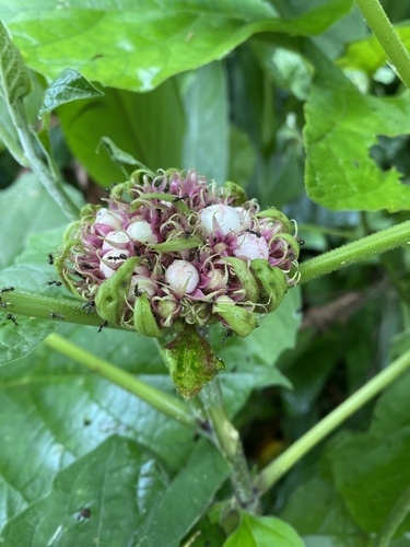 Clerodendrum chinense, photograph 6