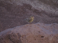 Melanodera xanthogramma