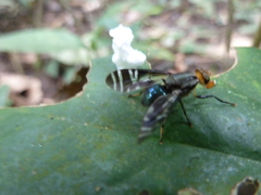 Platystomatidae