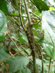 Diplopoda