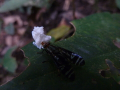 Platystomatidae